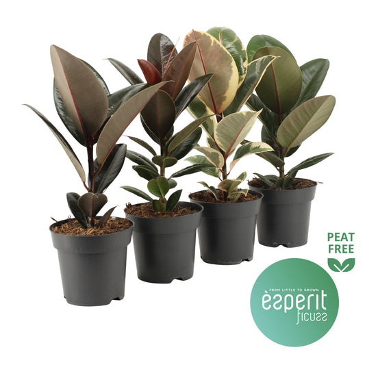Ficus elastica mix 40cm 14cm Pot