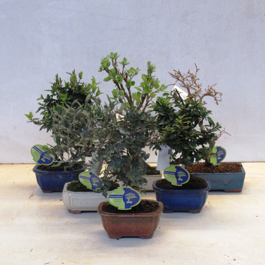 Bonsai mix (outdoor) 30cm 15cm Pot