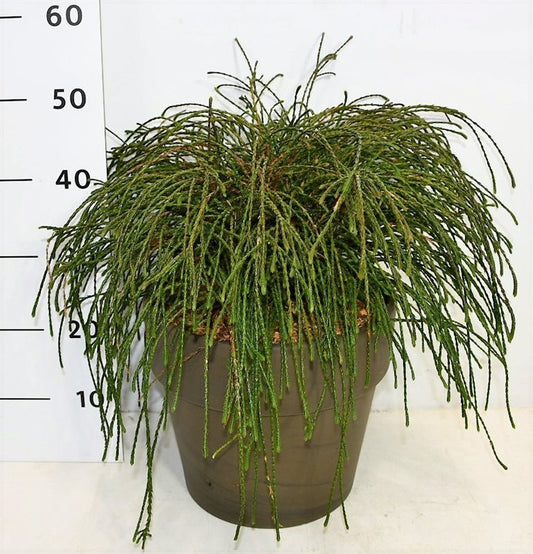 Thuja plicata Whipecord 50cm 35cm Pot