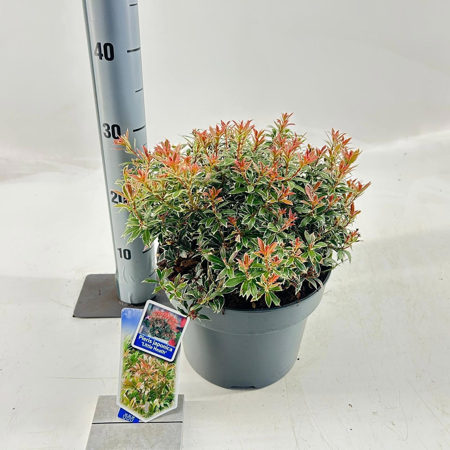 Pieris japonica Little Heath 40cm 23cm Pot