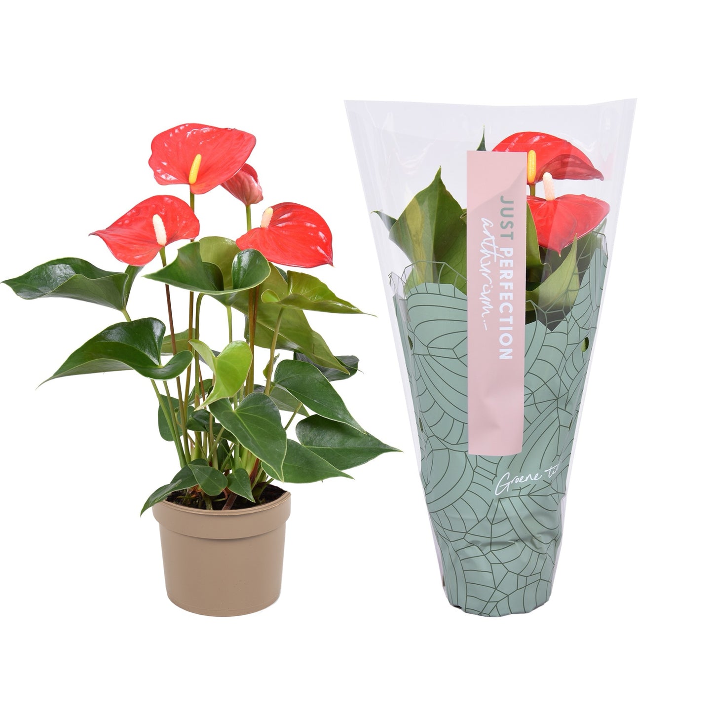 Groene Tint Anthurium Everio Pack of 12