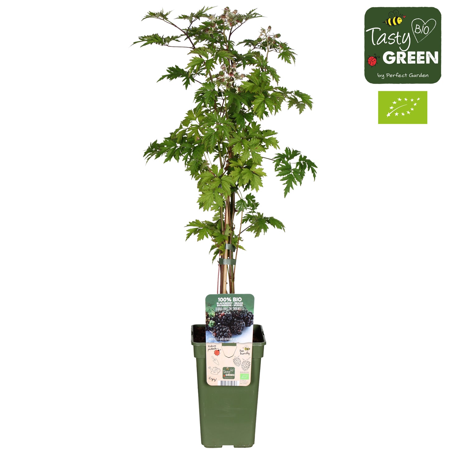 Rubus ("Blackberry") Thornless Evergreen 70cm 19cm Pot
