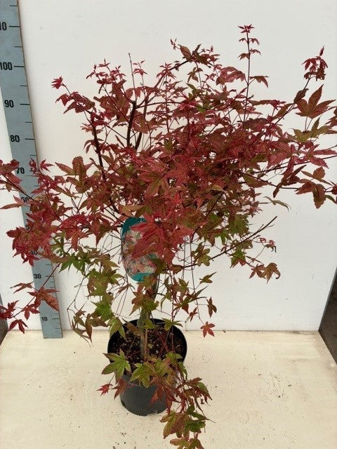 Acer Deshojo 80cm 26cm Pot