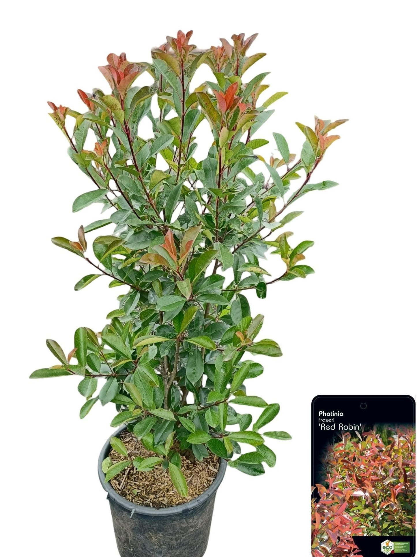 Photinia Red Robin 150cm 40cm Pot