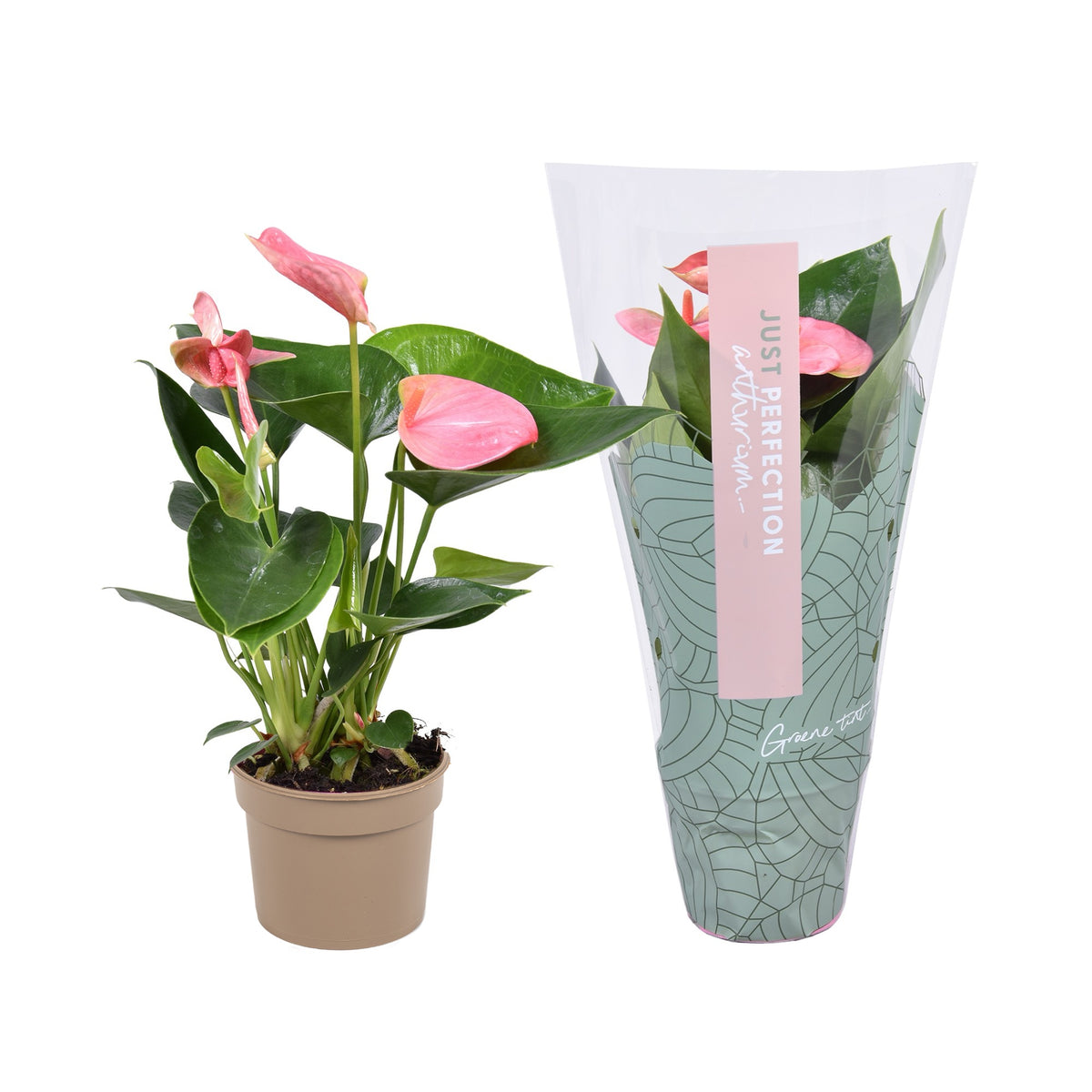 Anthurium Sweet Dream 25cm 9cm Pot