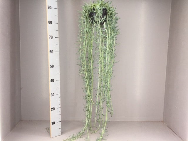 Senecio candidans 70cm 14cm Pot