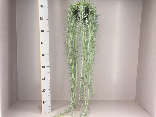 Senecio candidans 70cm 14cm Pot