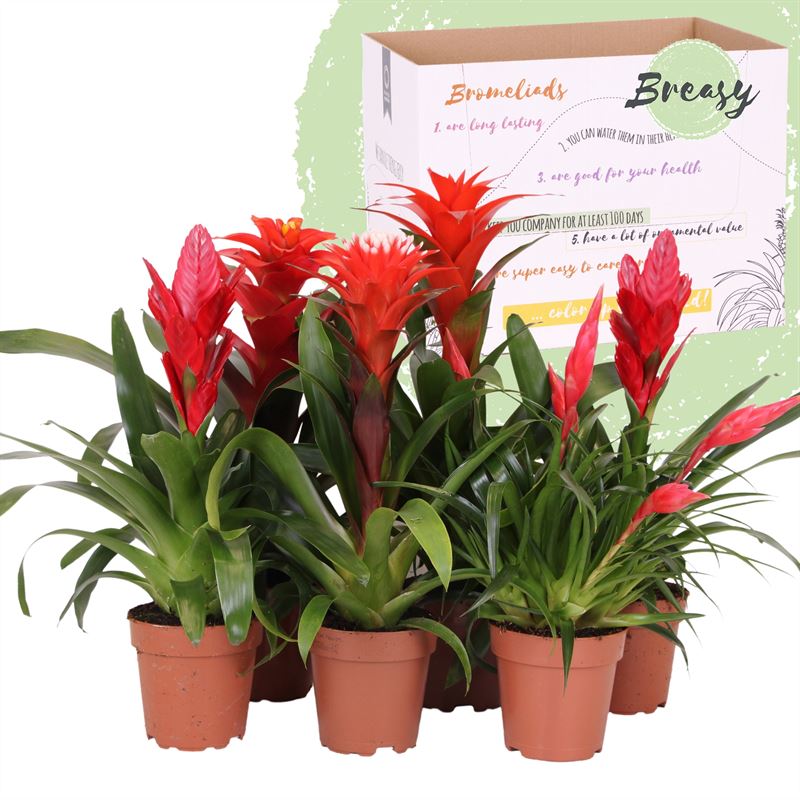 Bromelia mix 45cm 12cm Pot
