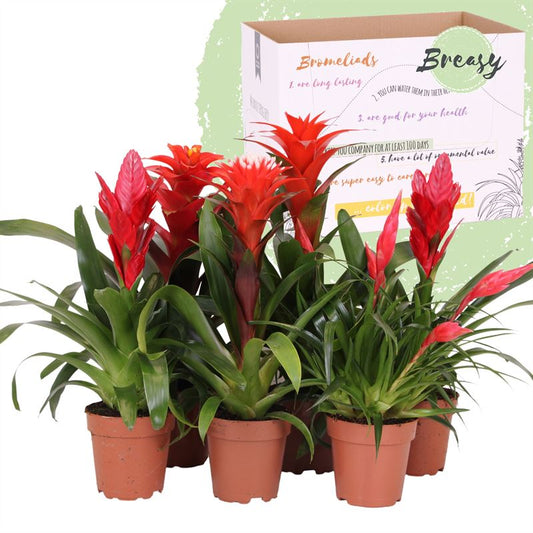 Bromelia Red mix 45cm 12cm Pot