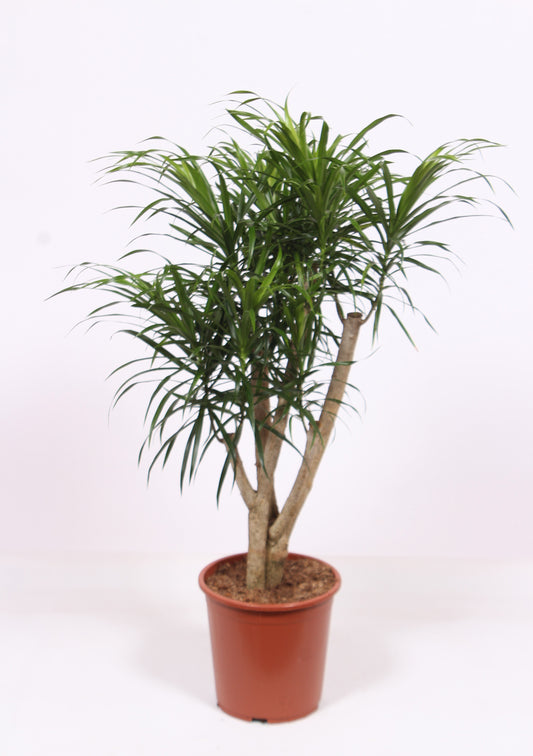 Dracaena ref. Anita 100cm 27cm Pot