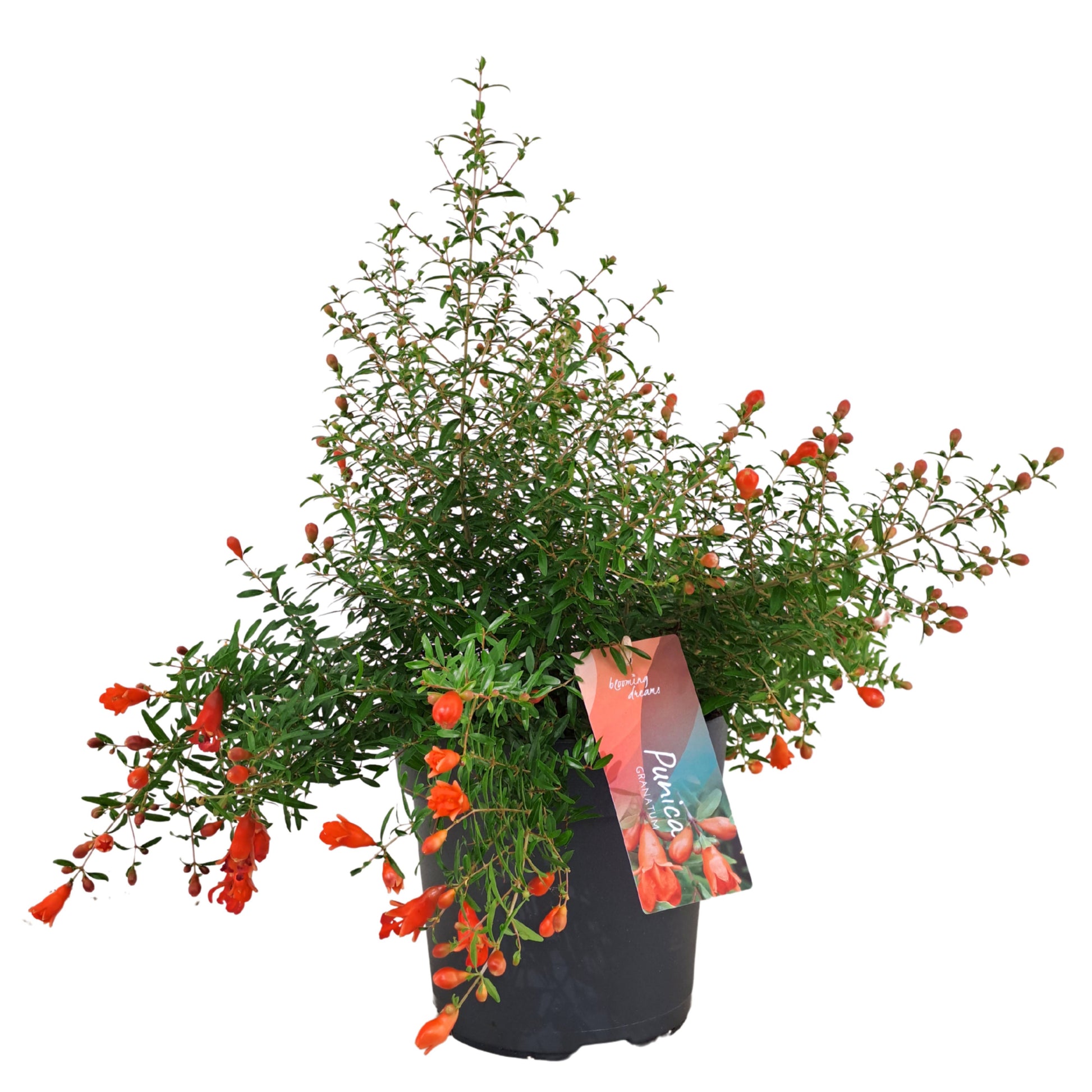 AltaNova Punica granatum Nana Pack of 6