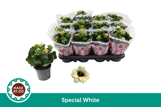 Kalanchoe Special Special White 19cm 9cm Pot