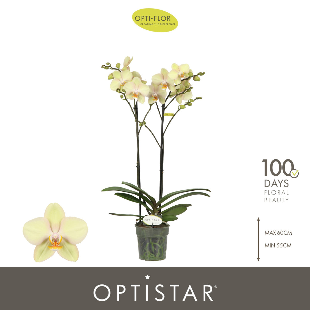Phalaenopsis yellow 60cm 12cm Pot