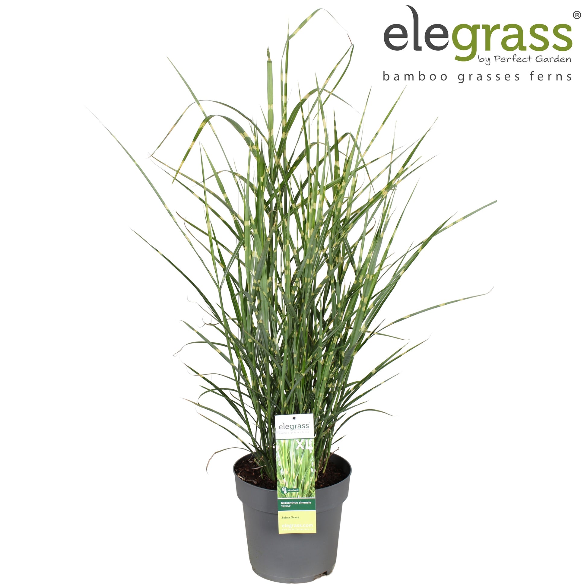 Miscanthus sin. Strictus 70cm 29cm Pot