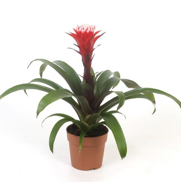 Guzmania Hope 40cm 12cm Pot