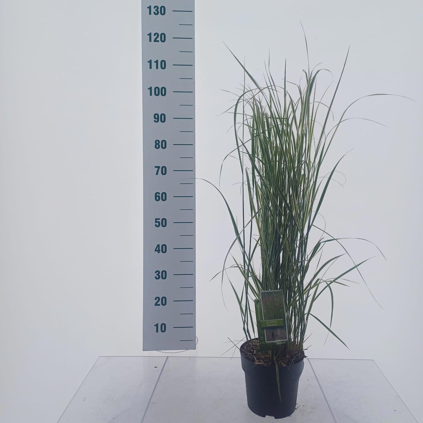 Calamagrostis Overdam 90cm 19cm Pot