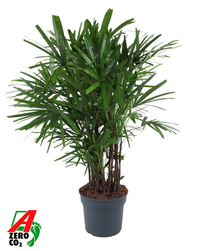 Rhapis excelsa 150cm 40cm Pot