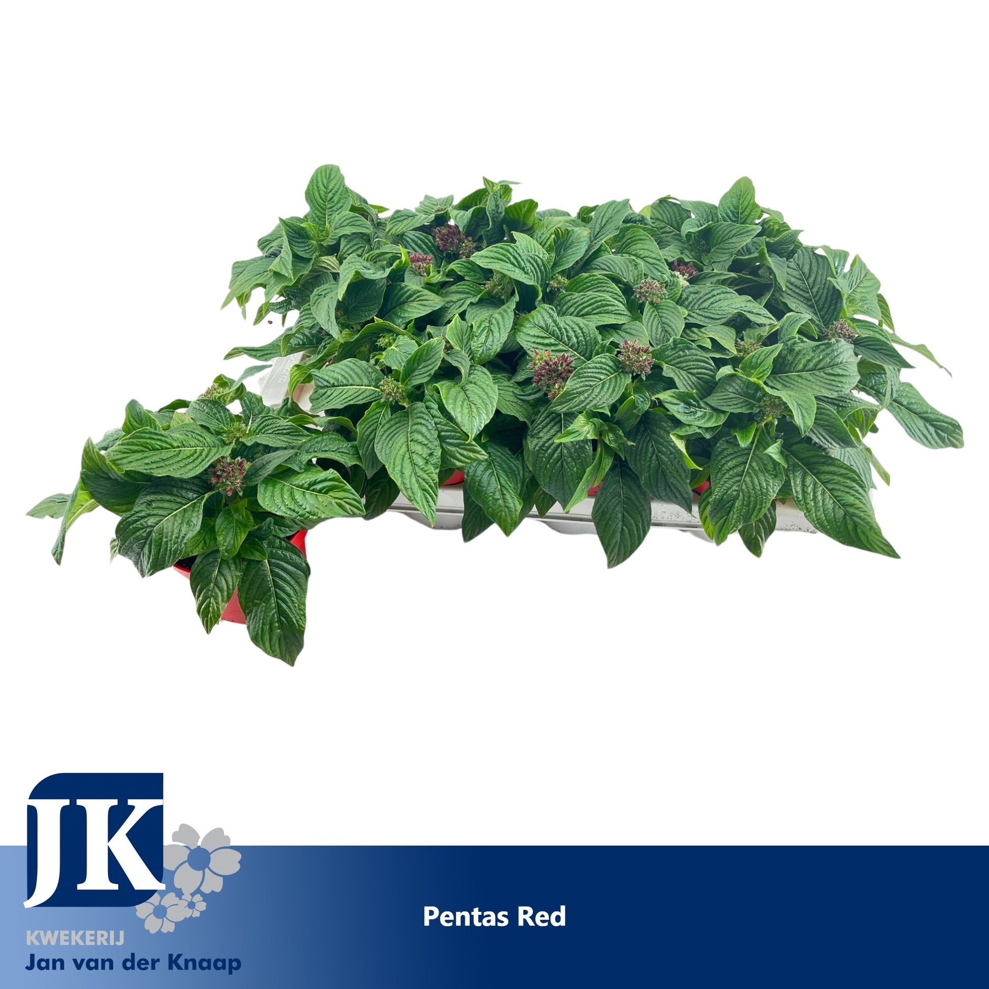 Pentas Graffiti Lipstick 22cm 12cm Pot