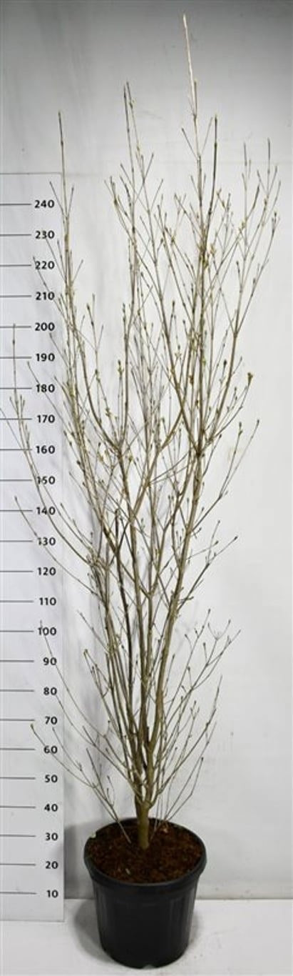 Cornus kousa Milky Way 240cm 40cm Pot