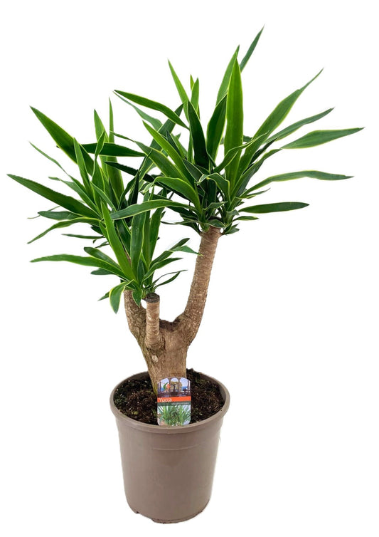 Yucca elephantipes 85cm 24cm Pot