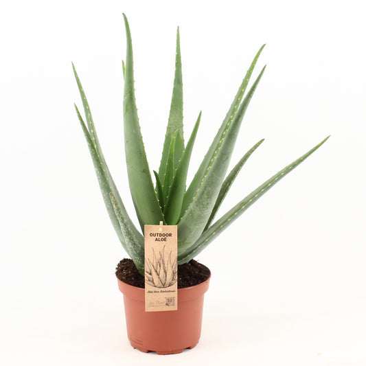Aloe vera 55cm 19cm Pot