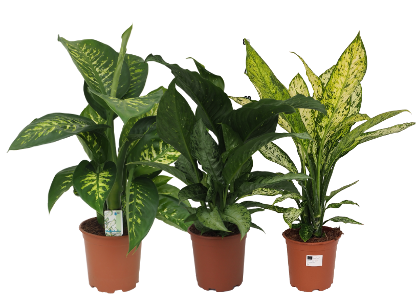 Dieffenbachia mix 70cm 19cm Pot