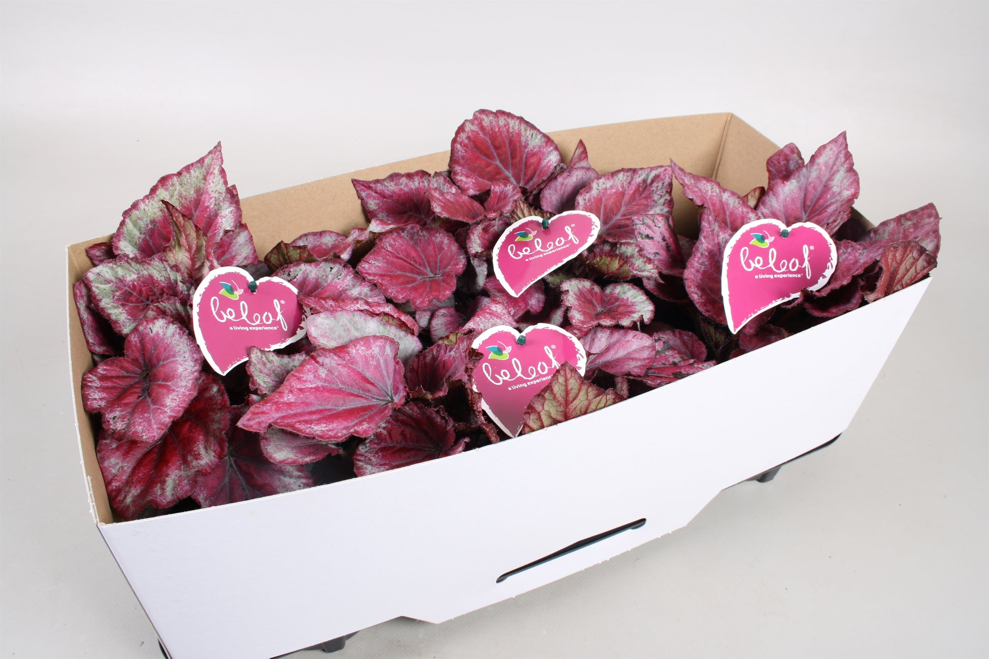 Begonia Beleaf mix trolley 22cm 12cm Pot