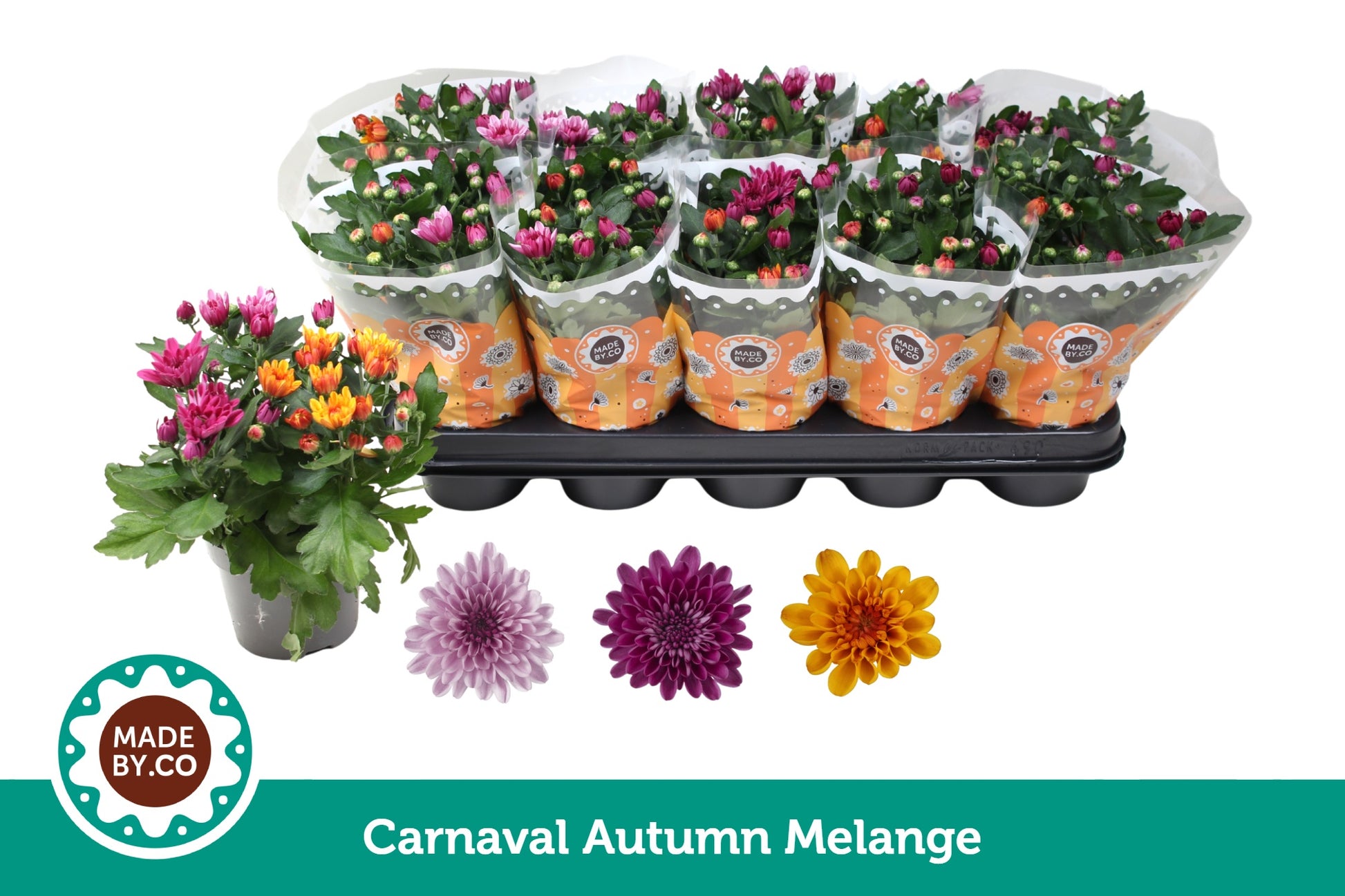 Chrysanthemum Autumn carnaval 25cm 12cm Pot