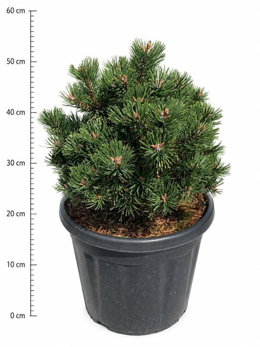 Pinus hybrid 50cm 32cm Pot