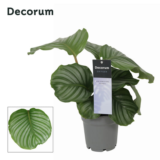Vreugdenhil Bulbs & Plants Calathea Orbifolia Pack of 10
