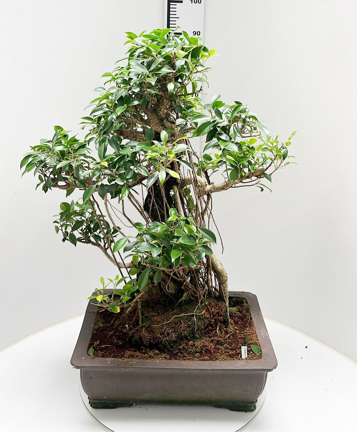 Bonsai Mix 90cm 50cm Pot