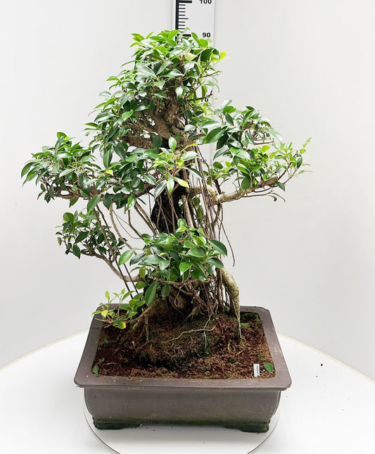 Bonsai Mix 90cm 50cm Pot