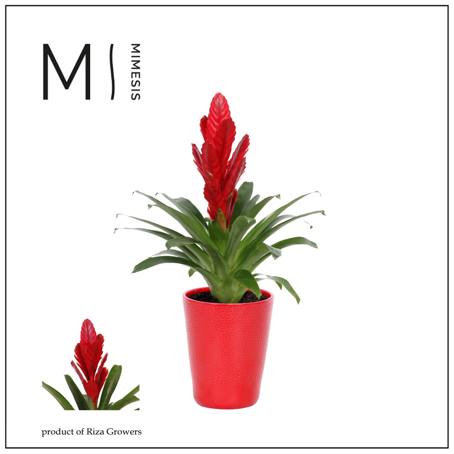 Riza Bromelia Specialist Vriesea Intenso Red Pack of 6