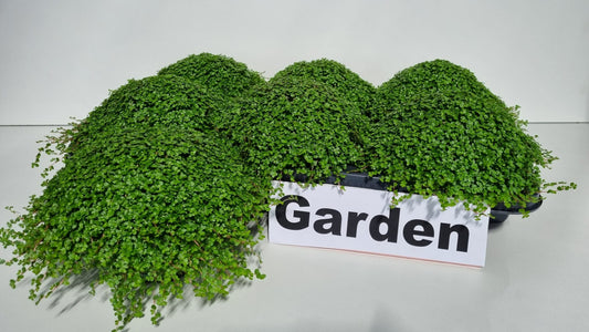 Turk, potplantenkwekerij Soleirolia soleirolii Pack of 6