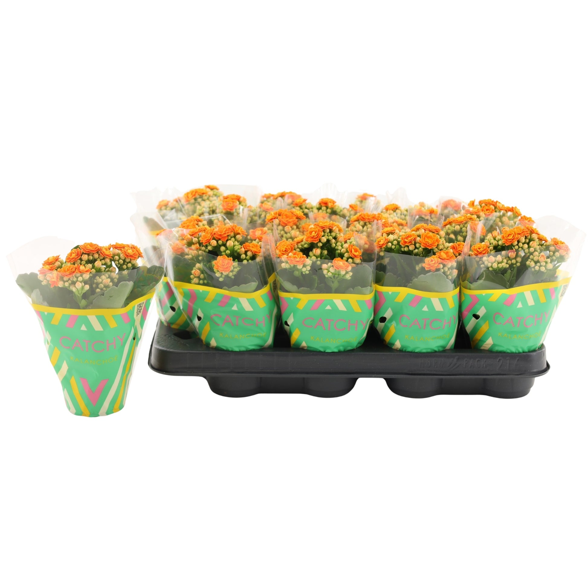 Kalanchoe double Hawn Orange 15cm 8cm Pot