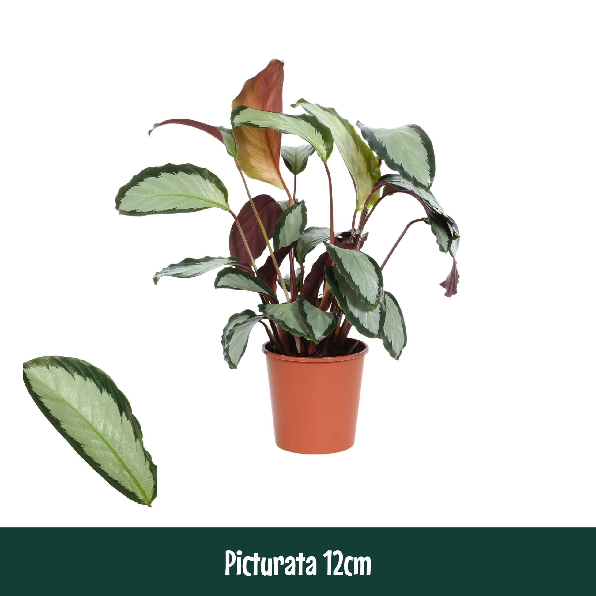 Calathea Argentea 40cm 12cm Pot