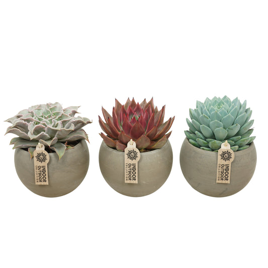 Echeveria mix 20cm 13cm Pot