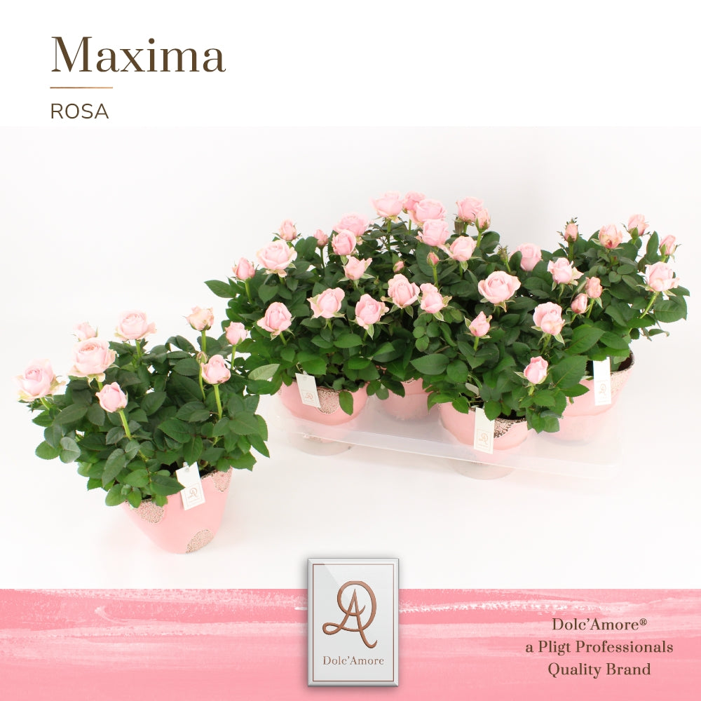 Rosa Infinity Princess 32cm 14cm Pot
