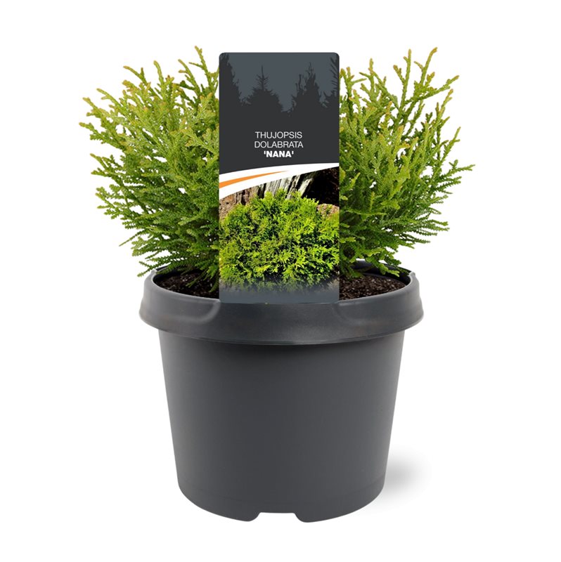 Thujopsis dol. Nana 25cm 19cm Pot