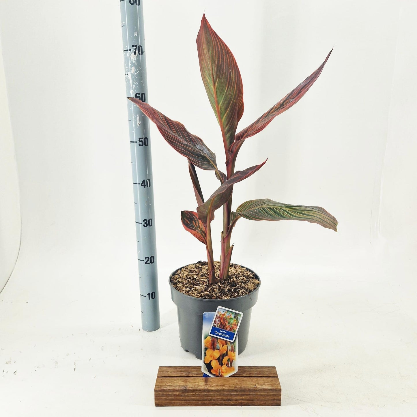 Canna Hybrid 40cm 23cm Pot