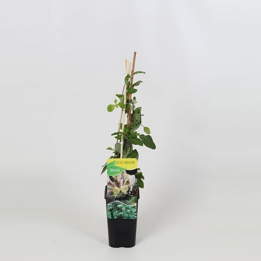 Lonicera periclymenum 60cm 14cm Pot