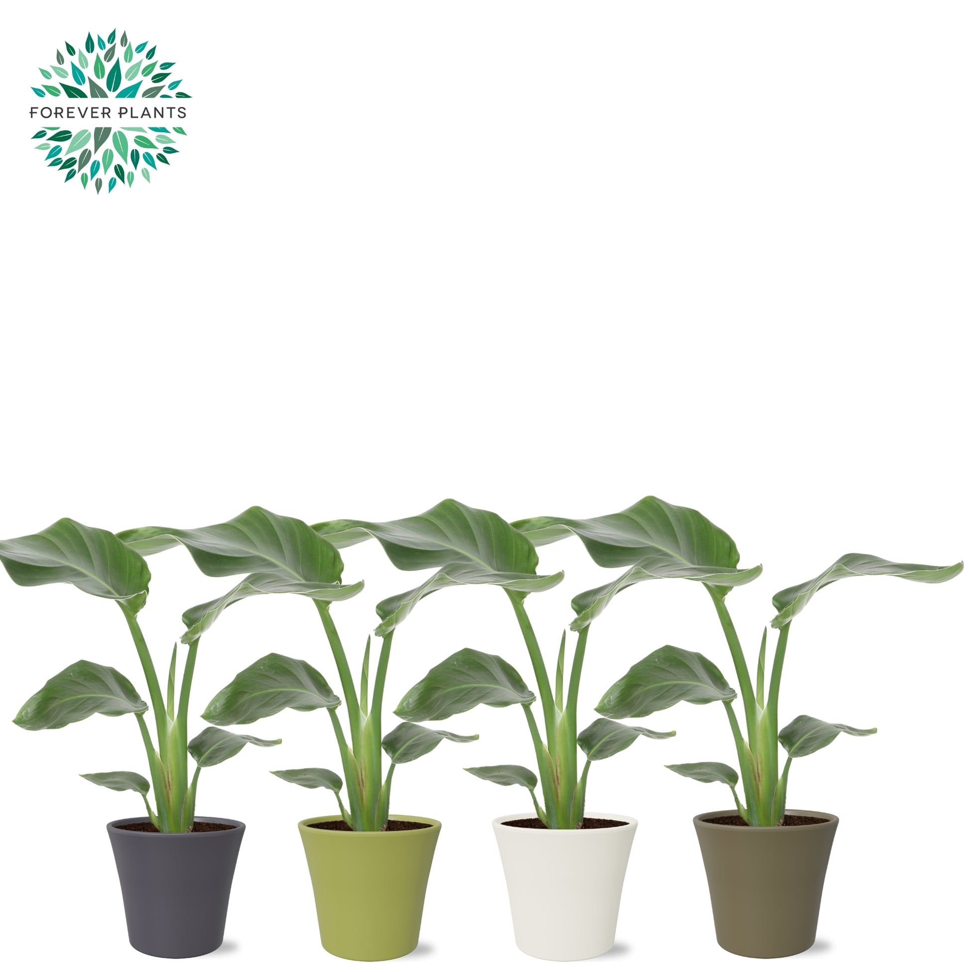 Strelitzia nicolai 40cm 14cm Pot