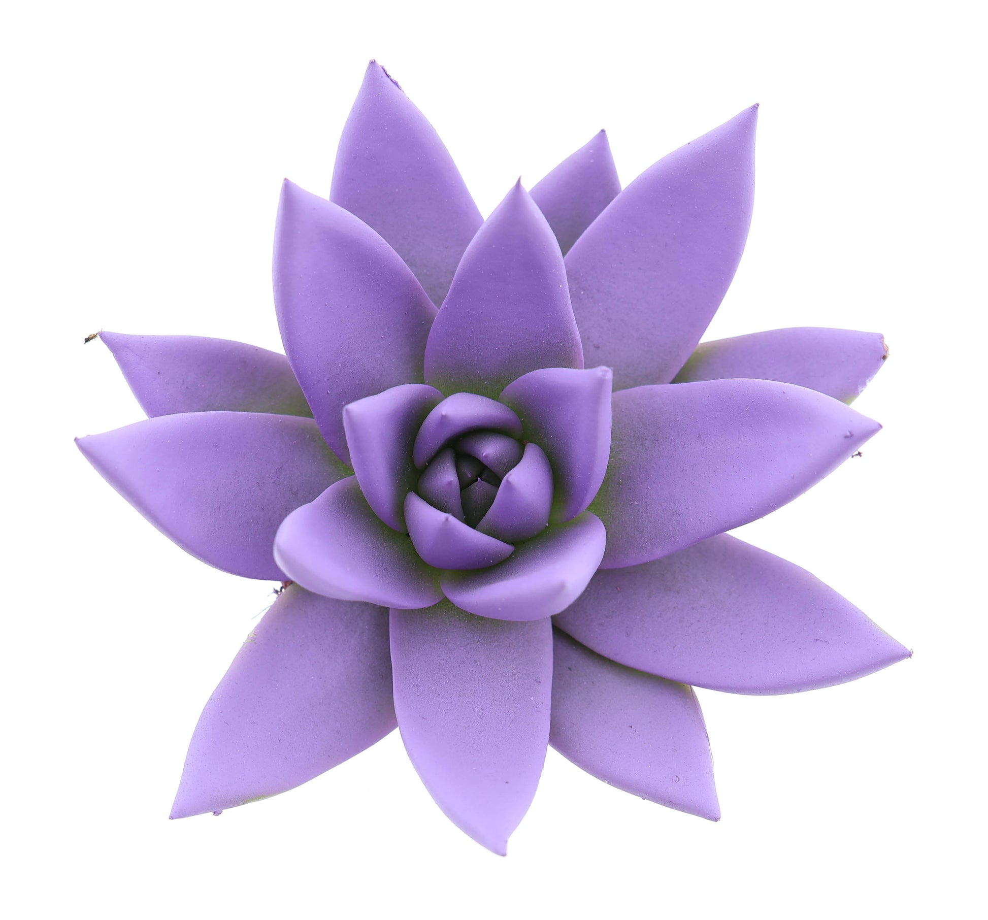 Rainbow purple 8cm 6cm Pot