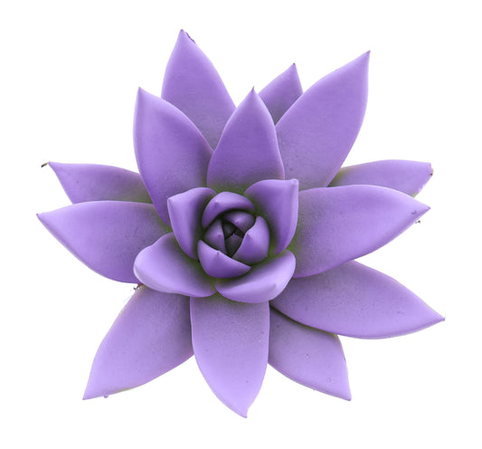Rainbow purple 8cm 6cm Pot