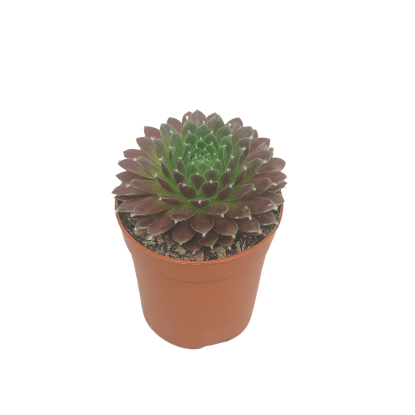 Sempervivum tectorum 8cm 5.5cm Pot