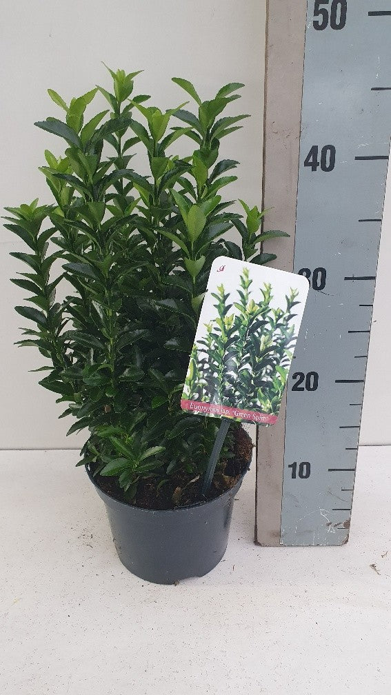 Roessel Tuinpl. VOF, B. v. Euonymus Green Spire Pack of 6