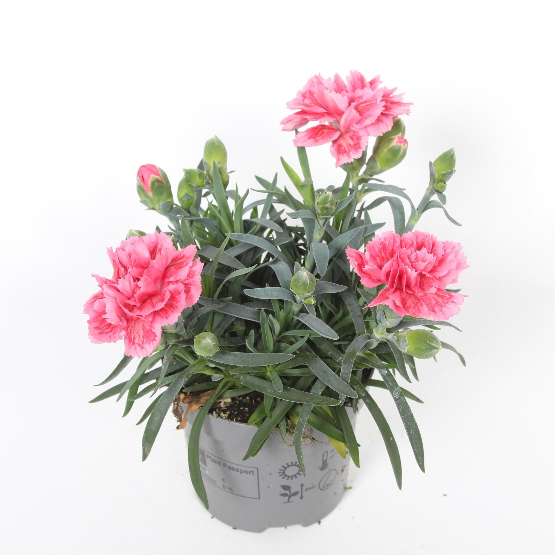Dianthus Super Trouper Elise 20cm 9cm Pot