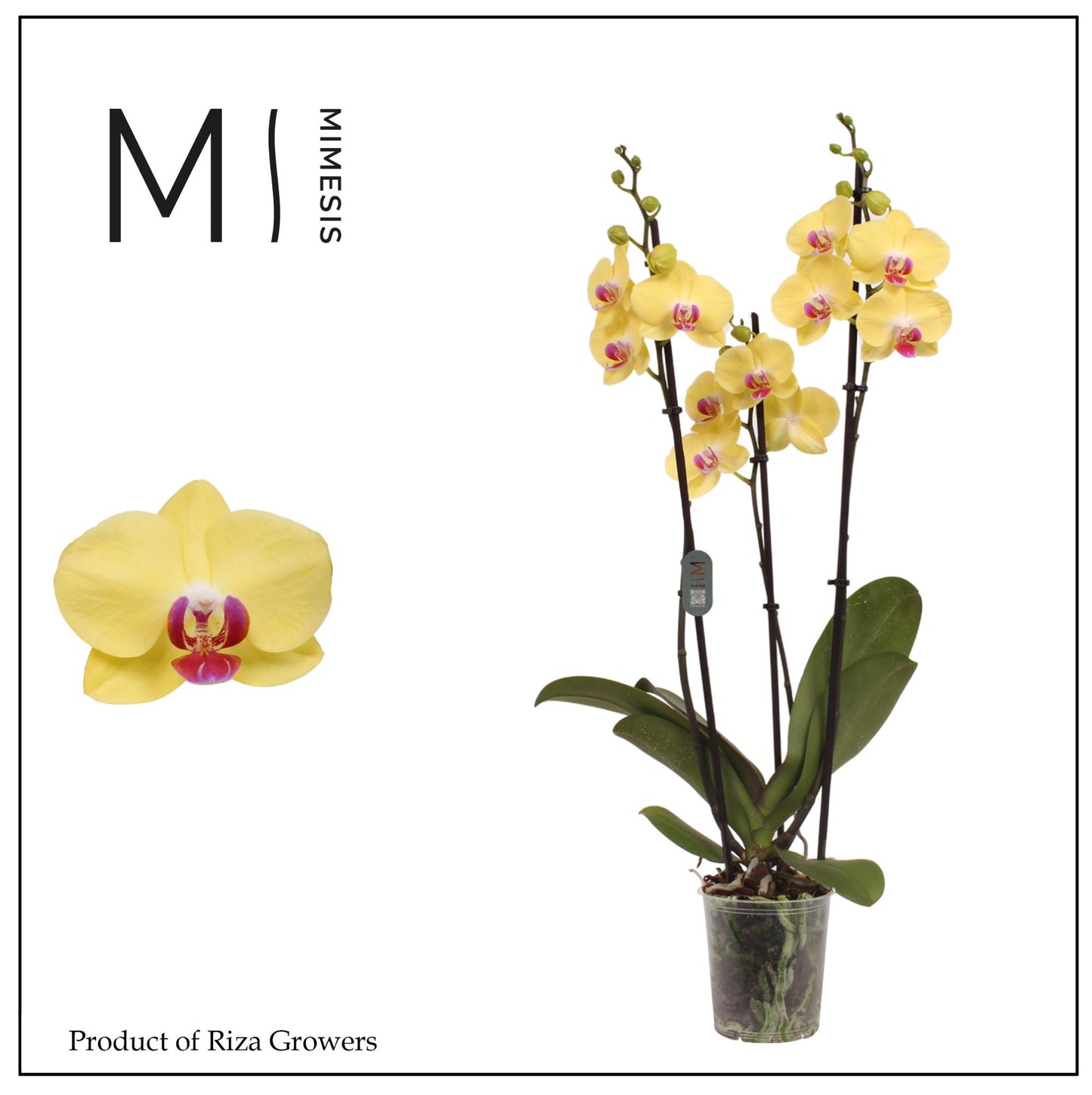 Phalaenopsis Miraflore 70cm 12cm Pot