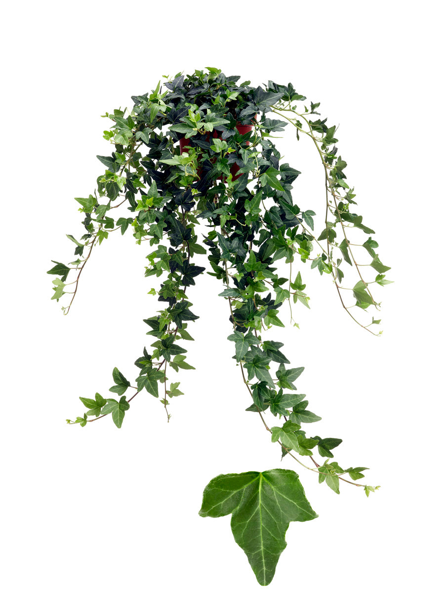 Hedera helix Shamrock 13cm Pot