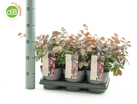 Loropetalum Fire Dance 20cm 15cm Pot